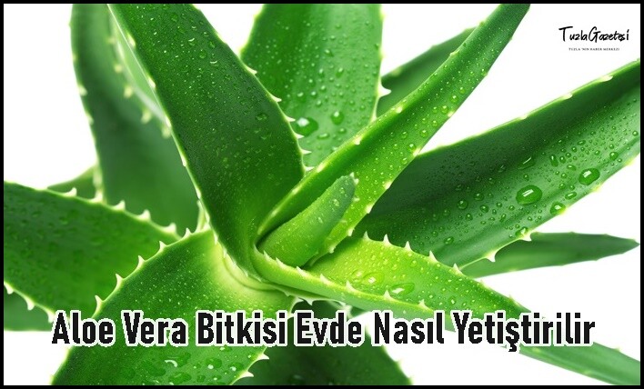 Aloe Vera Bitkisi Evde Nasıl Yetiştirilir