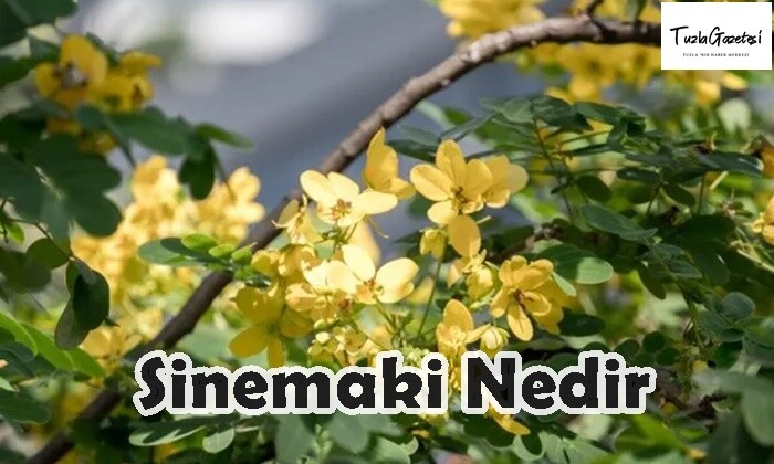 Sinemaki Nedir