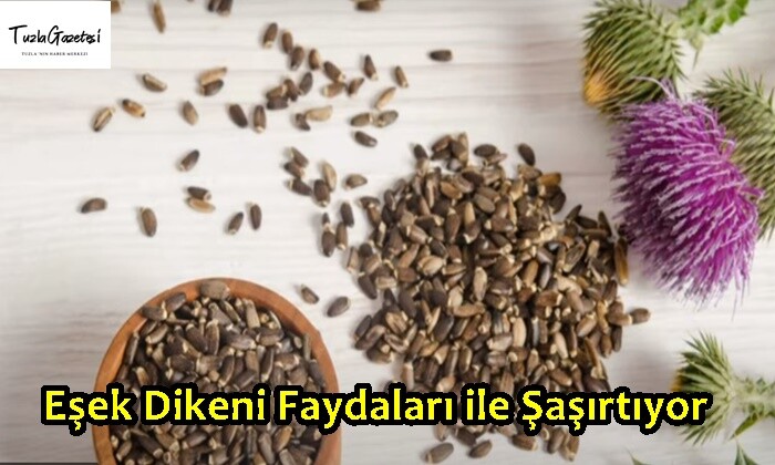 Eşek Dikeni Faydaları ile Şaşırtıyor