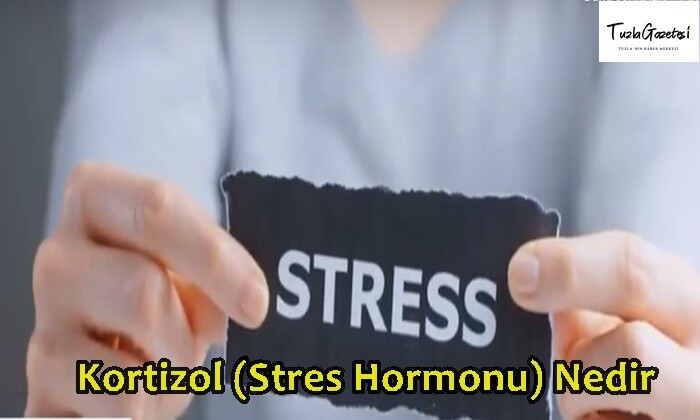 Kortizol (Stres Hormonu) Nedir