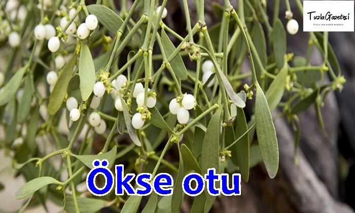 Ökse otu