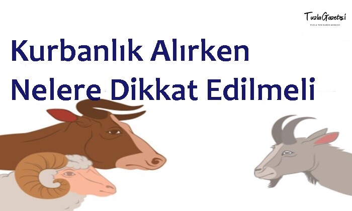 Kurbanlık Alırken Nelere Dikkat Edilmeli