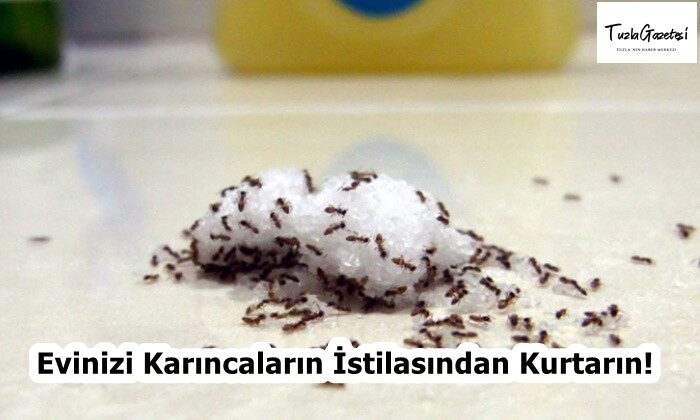 Evinizi Karıncaların İstilasından Kurtarın!