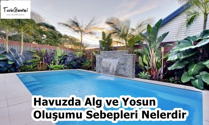 Havuzda Alg ve Yosun Oluşumu Sebepleri Nelerdir