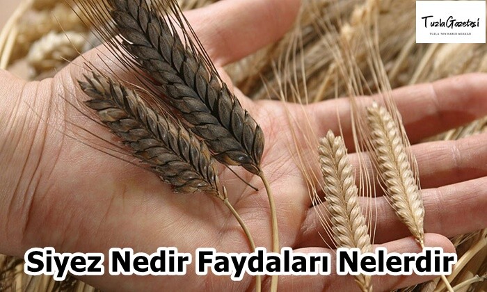 Siyez Nedir Faydaları Nelerdir?