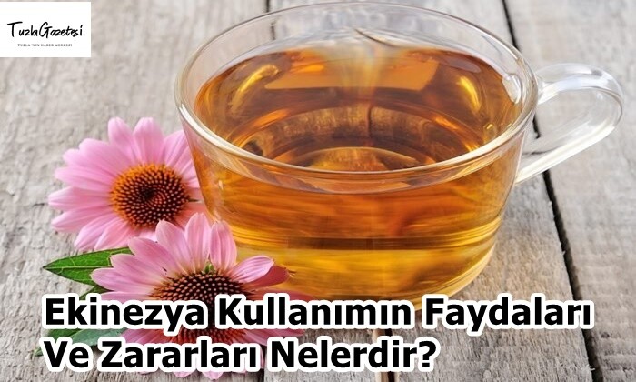 Ekinezya Kullanımın Faydaları Ve Zararları