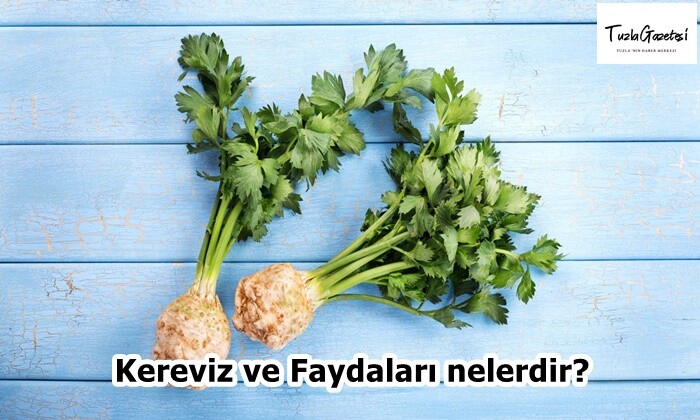 Kereviz ve Faydaları