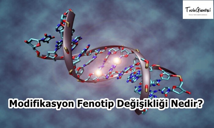 Modifikasyon Fenotip Değişikliği Nedir