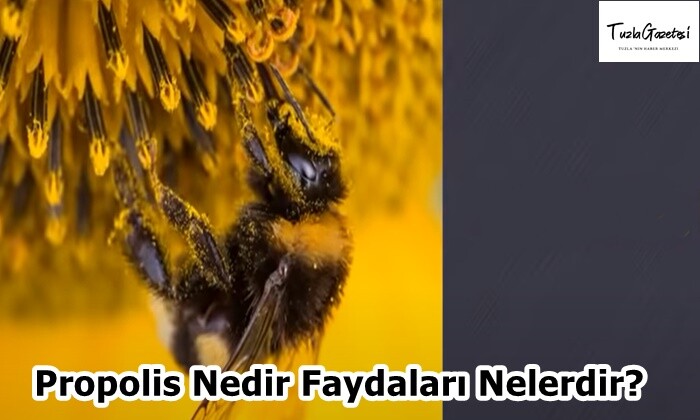 Propolis Nedir Faydaları Nelerdir?