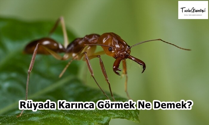 Rüyada Karınca Görmek Ne Demek?