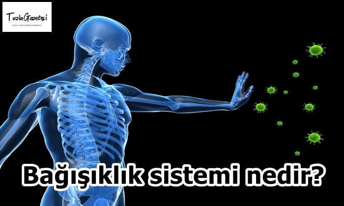 Bağışıklık sistemi nedir