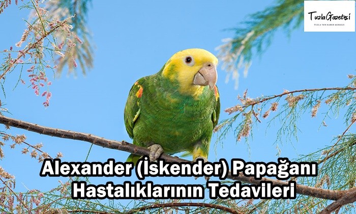 Alexander (İskender) Papağanı Hastalıklarının Tedavileri